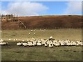 Sheep, Tillyarblet in DD9 7UJ