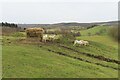 Sheep around a hayrack in HR1 4PX