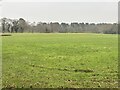 Field and wood adjacent to the M53 in CH62 9AL