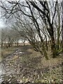 A muddy path onto Clyne Common in SA3 5HQ