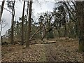 Fallen down trees at Shobdon Hill Wood in HR6 9PB
