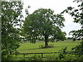 Tree in paddock, Woodhall Stud in Hertsmere District (B)