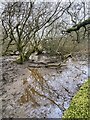 A boggy area of Clyne Common in SA3 3AQ