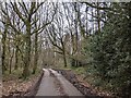 Lane through woodland near Kentis Moor in EX15 2FD