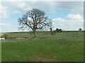 Tree near sheep pen east of Salt Way in GL54 5TA