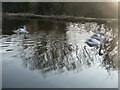 Three juvenile swans on the old canal in Newport in TF10 7TD