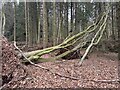 Storm damaged woods in PH14 9SZ