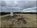 Westerkeith Hill Summit in DD2 5NY
