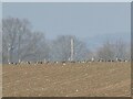 Flock of Lapwing in a spring field in TF10 8HL