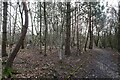 Path in woods south of the White Rose Centre in LS27 8PW