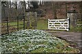 Snowdrops and white gate, near Pen Mill in BA9 8LZ