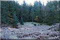 Frosty bracken in Dalbeattie Forest in DG5 4QS