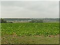 Crop field off Elton Road in Sibson-cum-Stibbington