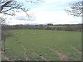Grazing sheep near Tyddyn Valentine in LL62 5NW
