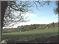 View across sheep pastures towards Coed y Green woodland in LL62 5NW
