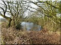 Pond on site of old coal pit in WN6 9PY