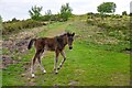Holford : Woodlands Hill - Pony in TA5 1RZ