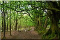Holford : Woodland Footpath in TA5 1LE