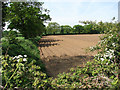 Field west of Goose Lane in NR12 9SE