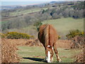 Horse on Common, Roborough Down in PL20 7SQ