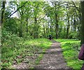 Woodland Path, Hainault Forest Country Park in IG6 3ST