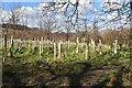 New woodland at Bere Regis in BH20 7HU