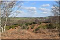 Looking towards Bere Regis from Black Hill in BH20 7HU