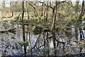 Flooded woodland at Briantspuddle in DT2 7HS