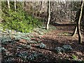 Snowdrops, Balcarres in KY9 1HL