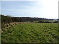 Grazing and woodland, Normanby Moor in TS7 0PQ