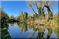 Spooky trees on the bank of the Grand Union in HP4 2NL