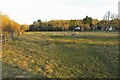 Sheep on the footpath at Boxmoor in HP3 0DZ
