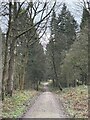 Forestry Track in Hood Hill Plantation in YO7 2QB
