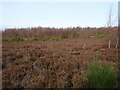 Heather moorland, Eston Moor in TS6 9NY