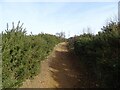 Track (footpath) towards Eston Beacon in TS6 9NY