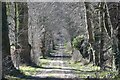 Bridleway through avenue of trees in DT11 0DA