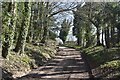 Track in woods above Milton Abbas in DT11 0BS