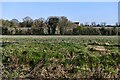 Aslacton: Field with a growing crop in Aslacton