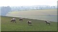 Sheep on the Cotswolds in GL56 9TD