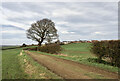 Leaning tree beside farm road in DH3 4EJ