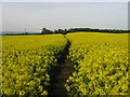 Footpath through the oilseed rape in TN24 0NG