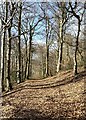 Bridleway through the woods in SY22 5HT