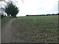 Field of beans and footpath to Hangman Lane in S25 2QX
