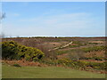 Gorse in flower in the New Forest National Park in SP6 2QA
