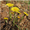 Coltsfoot (Tussilago farfara) in AB53 5XS