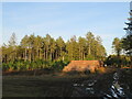 Logs in Ringwood Forest in BH24 3QE