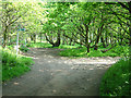 Footpath junction in Canklow Wood in S60 5JA