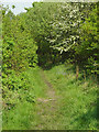 Footpath In Canklow Wood in S60 5JA