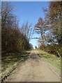 Uphill forestry track (bridleway), Dalby Forest in Allerston