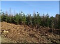 Bracken and young conifers, Dalby Forest in Allerston